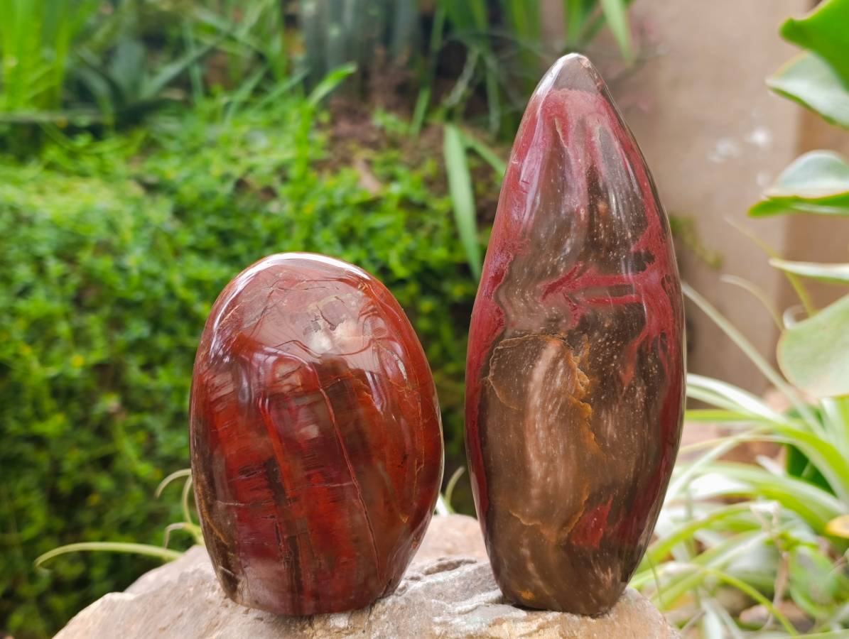 Polished Petrified Red Podocarpus Wood Standing Free Forms x 3 From Madagascar - Toprock Gemstones and Minerals 