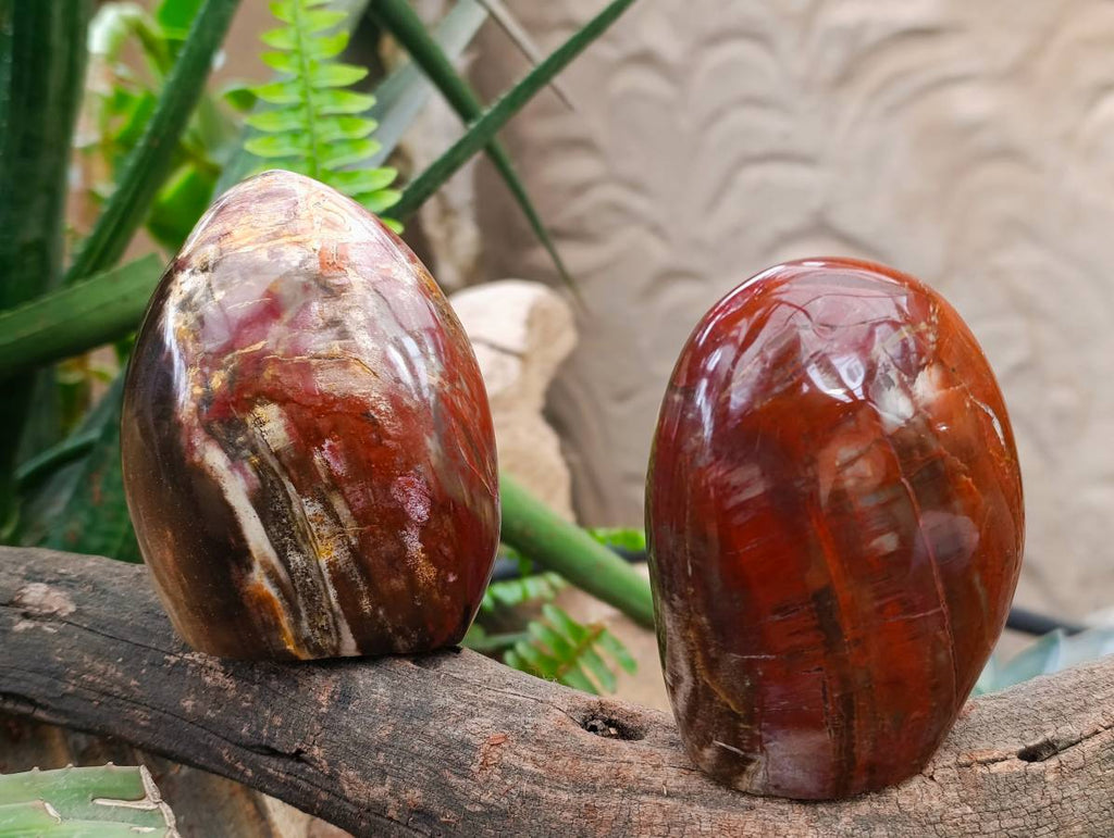 Polished Petrified Red Podocarpus Wood Standing Free Forms x 3 From Madagascar - Toprock Gemstones and Minerals 