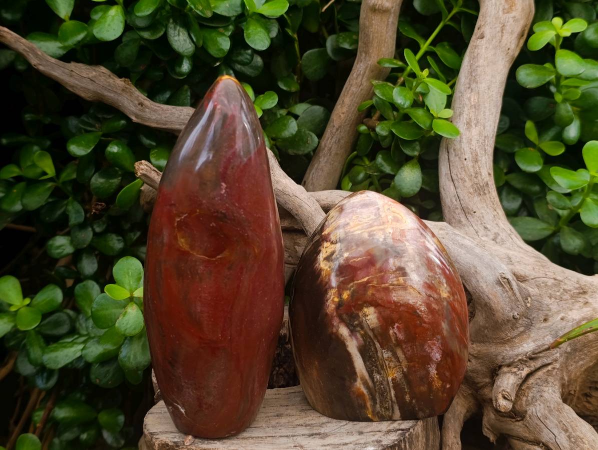 Polished Petrified Red Podocarpus Wood Standing Free Forms x 3 From Madagascar - Toprock Gemstones and Minerals 