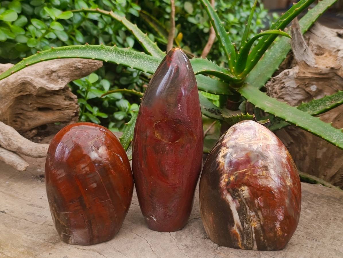 Polished Petrified Red Podocarpus Wood Standing Free Forms x 3 From Madagascar - Toprock Gemstones and Minerals 