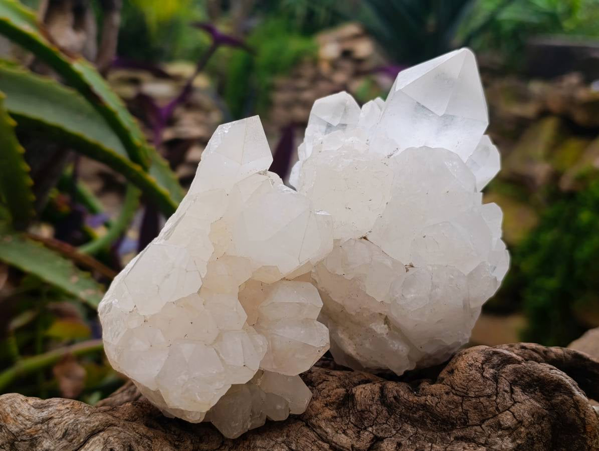 Natural Quartz Crystal Clusters x 6 From Madagascar - Toprock Gemstones and Minerals 