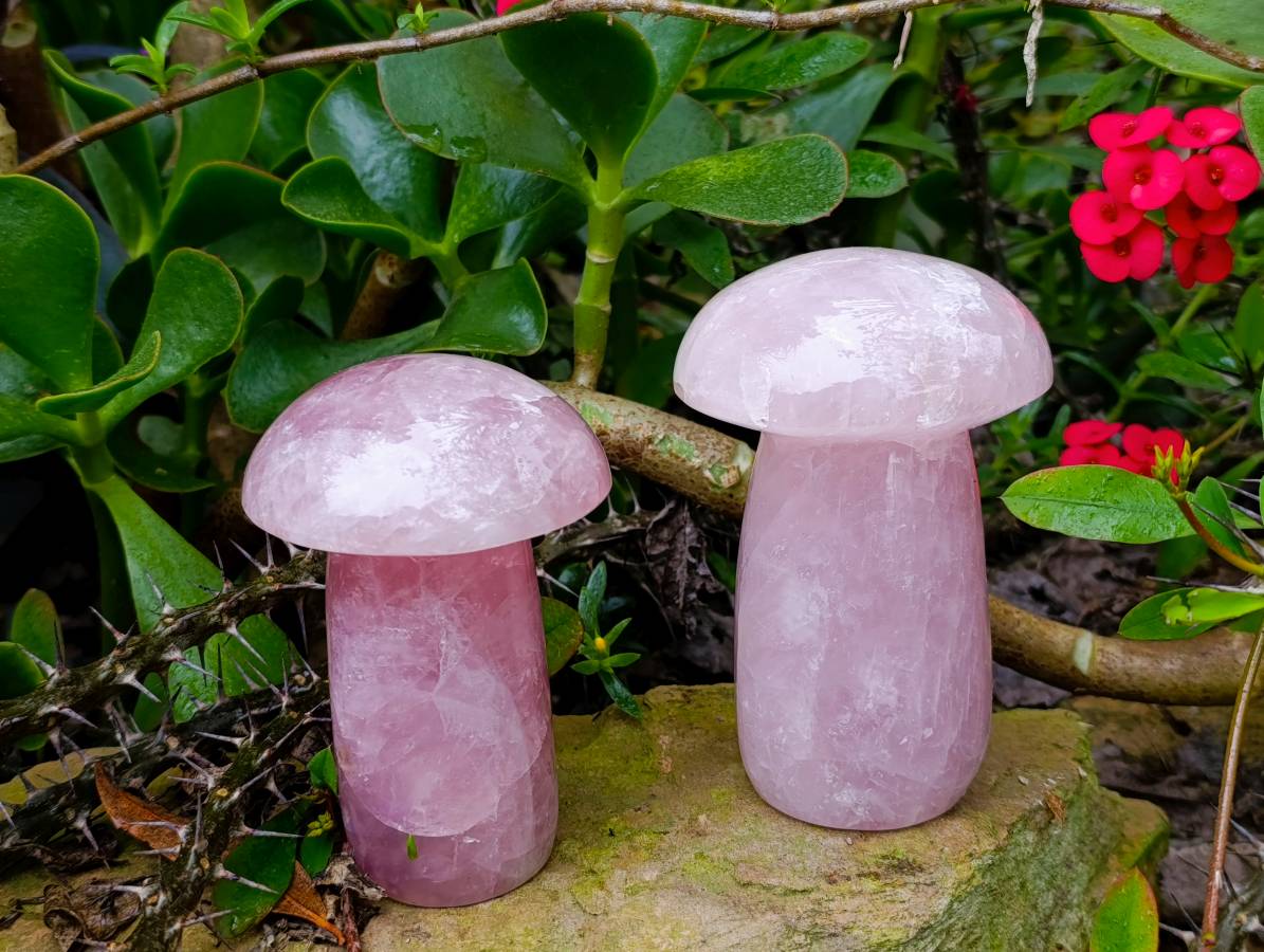 Polished Rose Quartz Mushrooms x 3 From Madagascar - Toprock Gemstones and Minerals 
