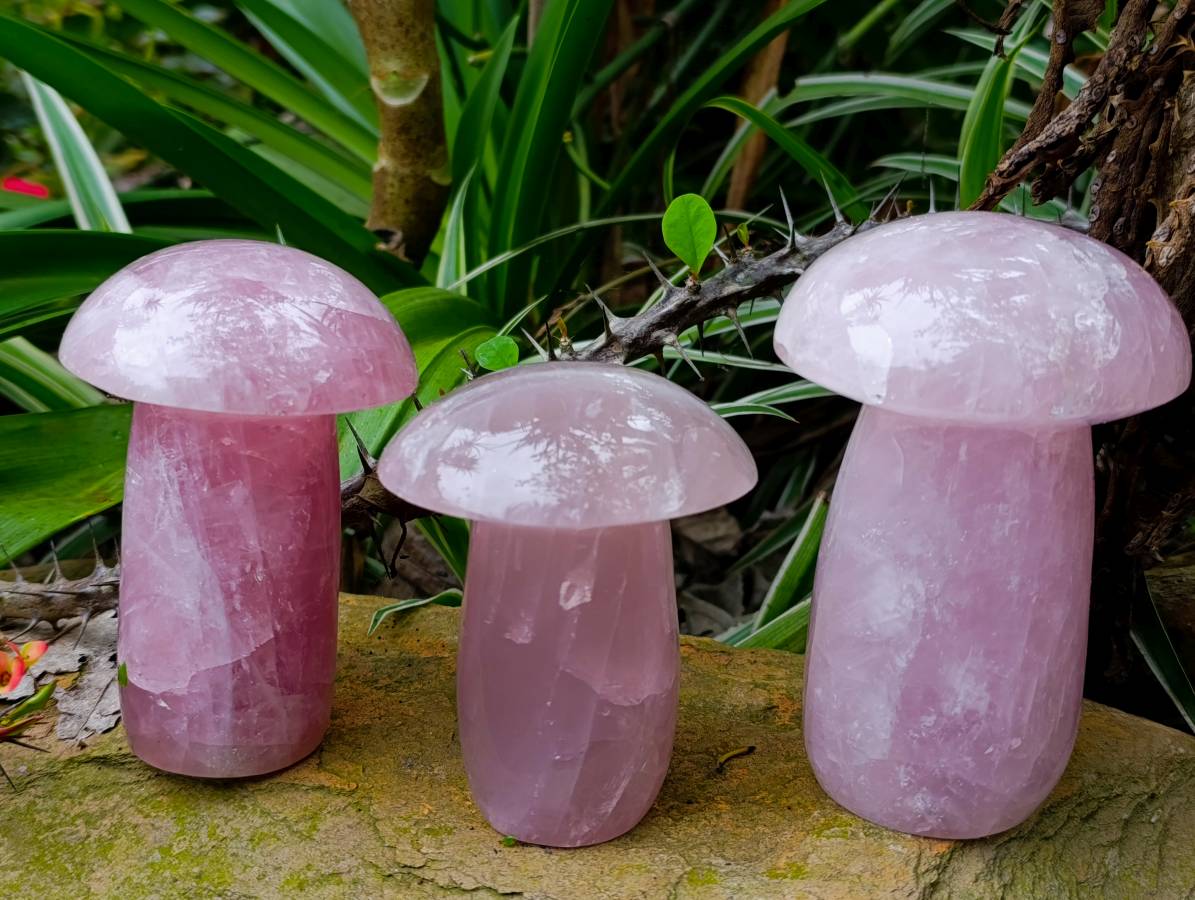 Polished Rose Quartz Mushrooms x 3 From Madagascar - Toprock Gemstones and Minerals 