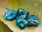 Polished Dioptase Free Forms x 26 From Likasi, Congo - Toprock Gemstones and Minerals 