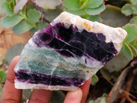 Polished On One Side Watermelon Fluorite Slices x 6 From Uis, Namibia