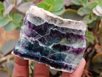 Polished On One Side Watermelon Fluorite Slices x 6 From Uis, Namibia