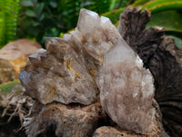 Natural Smokey Phantom Quartz Clusters x 6 From Luena, Congo