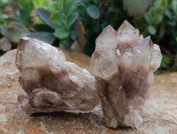 Natural Smokey Phantom Quartz Clusters x 6 From Luena, Congo