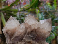 Natural Smokey Phantom Quartz Clusters x 6 From Luena, Congo