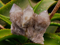 Natural Smokey Phantom Quartz Clusters x 6 From Luena, Congo
