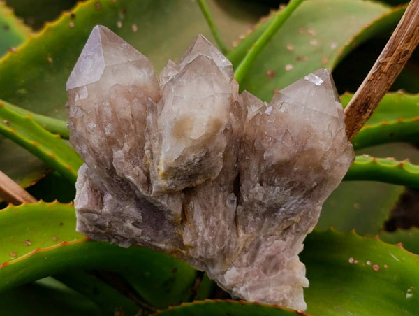 Natural Smokey Phantom Quartz Clusters x 6 From Luena, Congo