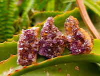 Natural Amethystos Amethyst Clusters x 66 From Kwaggafontein, South Africa