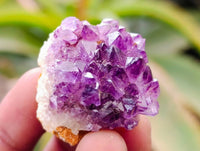 Natural Amethystos Amethyst Clusters x 66 From Kwaggafontein, South Africa