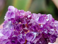 Natural Amethystos Amethyst Clusters x 66 From Kwaggafontein, South Africa