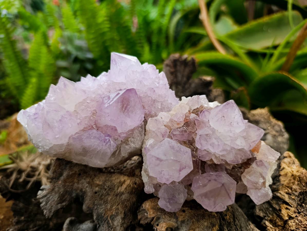 Natural Amethyst Spirit Quartz Clusters x 6 From Boekenhouthoek, South Africa - Toprock Gemstones and Minerals 