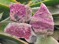 Natural Salrose Cobaltion Dolomite Specimens x 12 From Kakanda, Congo
