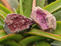 Natural Salrose Cobaltion Dolomite Specimens x 12 From Kakanda, Congo