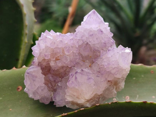 Natural Sunburst Amethyst Spirit Quartz Clusters x 6 From Boekenhouthoek, South Africa