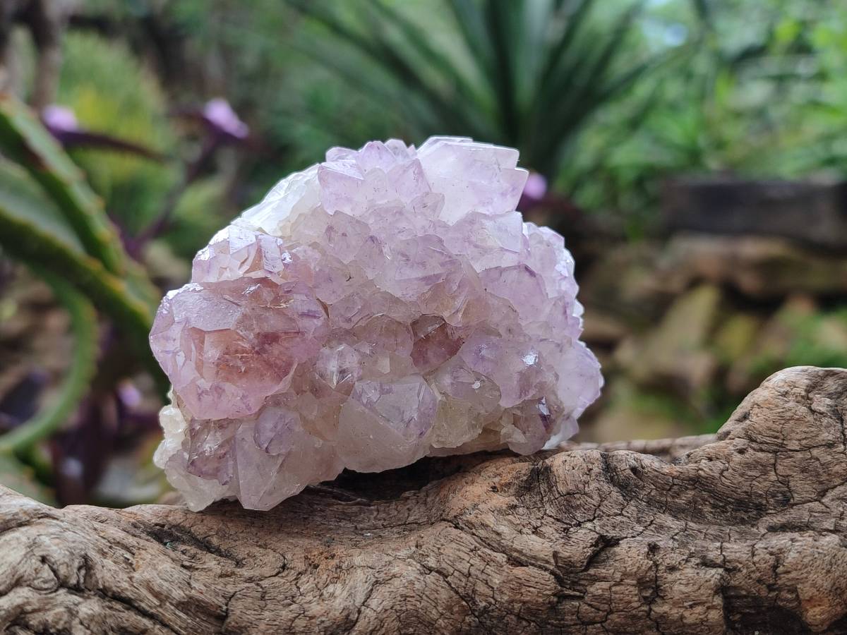 Natural Sunburst Amethyst Spirit Quartz Clusters x 6 From Boekenhouthoek, South Africa - Toprock Gemstones and Minerals 