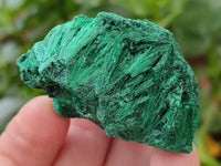 Natural Silky Malachite Specimens x 12 From Kasompe, Congo