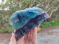 Polished On One Side Watermelon Fluorite Slices x 2 From Uis, Namibia