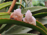 Natural Lilac Ametrine Spirit Quartz Clusters x 20 From Boekenhouthoek, South Africa