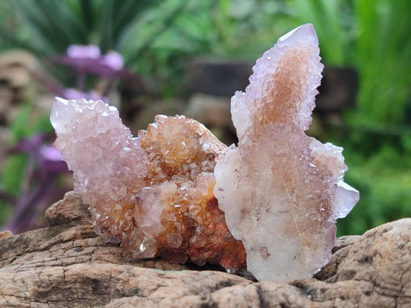 Natural Lilac Ametrine Spirit Quartz Clusters x 20 From Boekenhouthoek, South Africa