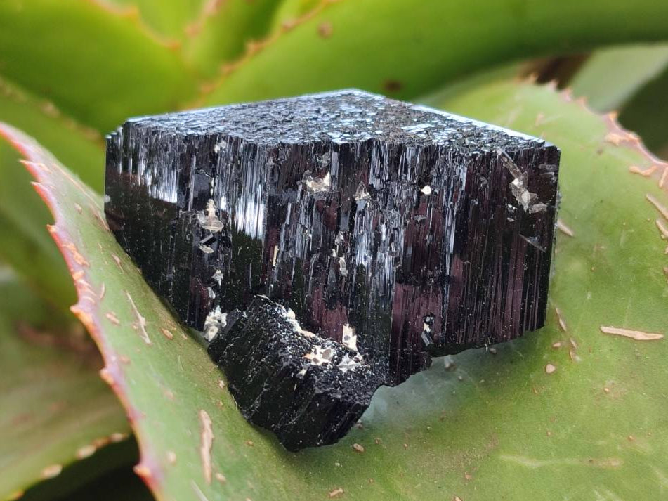 Natural Schorl Black Tourmaline Specimens x 12 From Erongo, Namibia - Toprock Gemstones and Minerals 