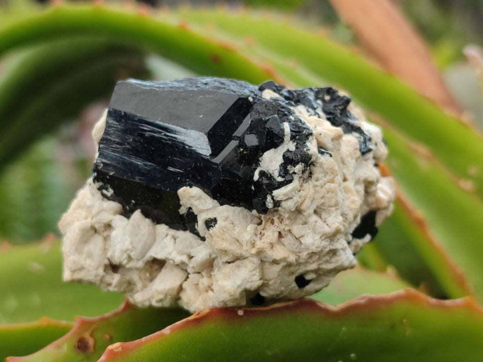 Natural Schorl Black Tourmaline Specimens x 12 From Erongo, Namibia - Toprock Gemstones and Minerals 