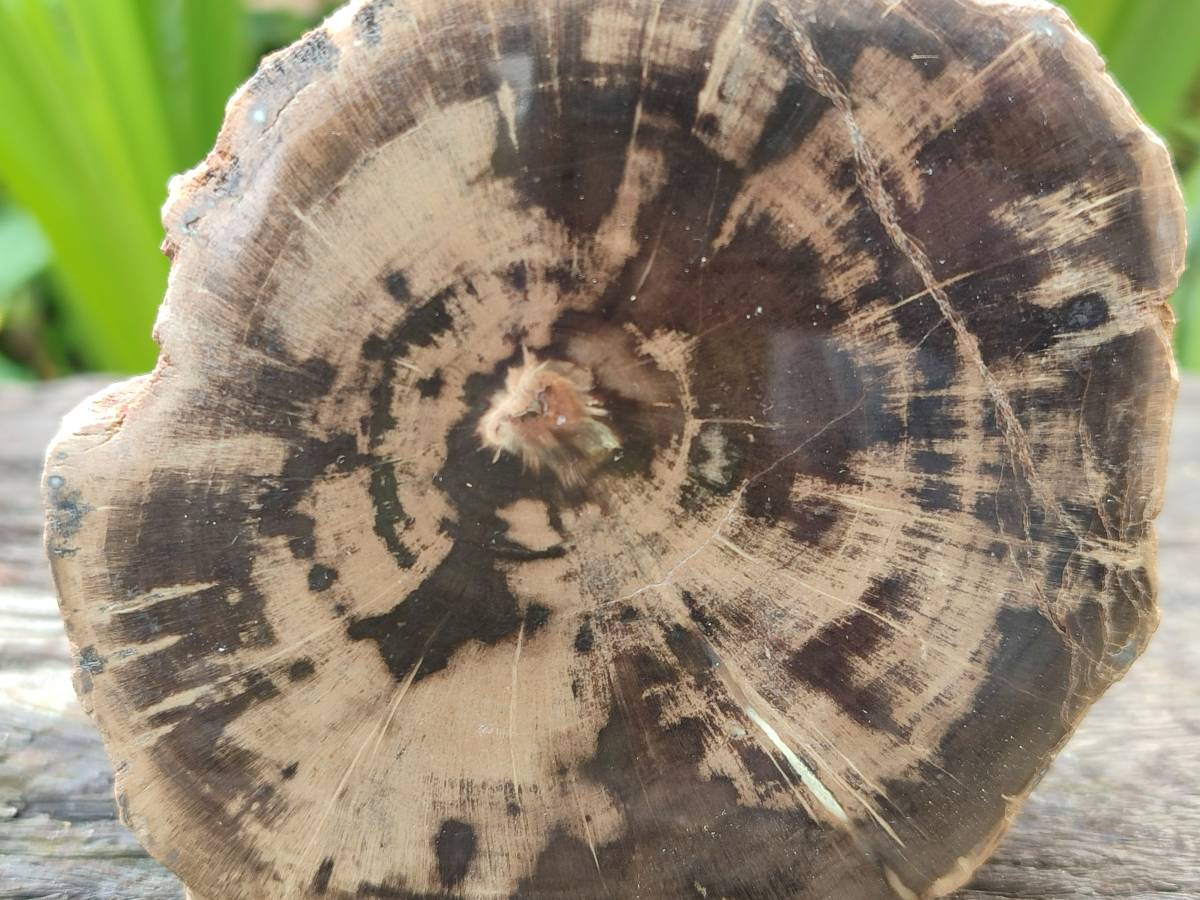Polished On One Side Petrified Wood Branches x 4 From Gokwe, Zimbabwe - Toprock Gemstones and Minerals 