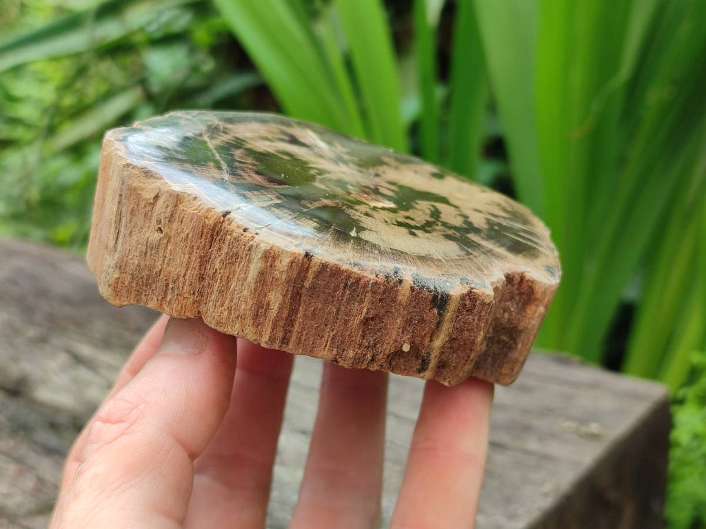 Polished On One Side Petrified Wood Branches x 4 From Gokwe, Zimbabwe - Toprock Gemstones and Minerals 