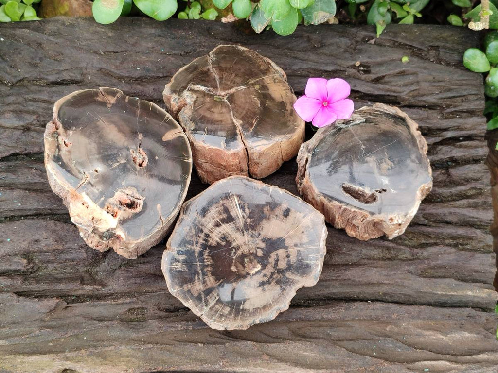 Polished On One Side Petrified Wood Branches x 4 From Gokwe, Zimbabwe - Toprock Gemstones and Minerals 