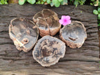 Polished On One Side Petrified Wood Branches x 4 From Gokwe, Zimbabwe - Toprock Gemstones and Minerals 
