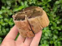Polished On One Side Petrified Wood Branches x 4 From Gokwe, Zimbabwe - Toprock Gemstones and Minerals 