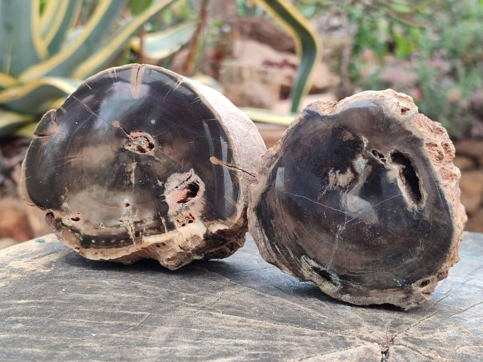 Polished On One Side Petrified Wood Branches x 4 From Gokwe, Zimbabwe - Toprock Gemstones and Minerals 