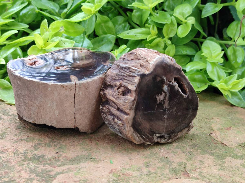 Polished On One Side Petrified Wood Branches x 4 From Gokwe, Zimbabwe - Toprock Gemstones and Minerals 