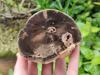 Polished On One Side Petrified Wood Branches x 4 From Gokwe, Zimbabwe - Toprock Gemstones and Minerals 