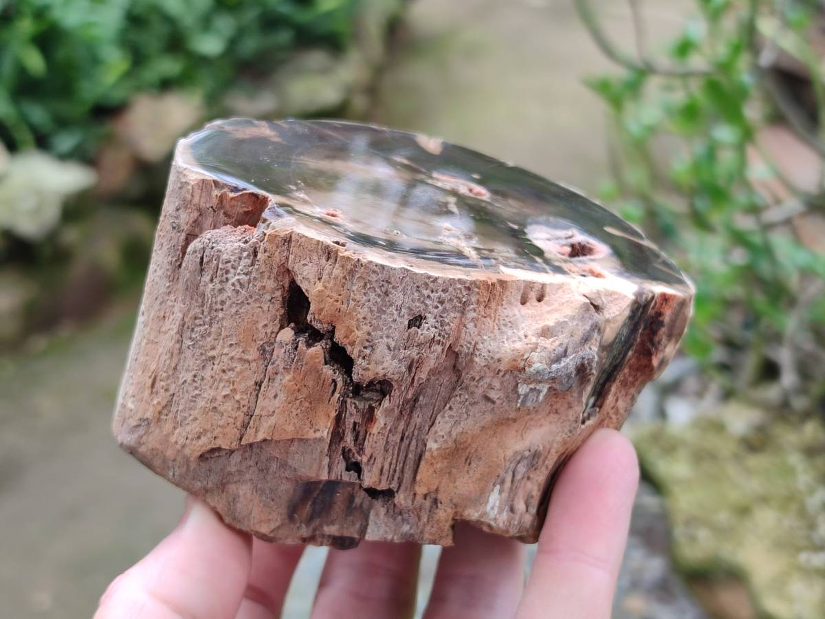 Polished On One Side Petrified Wood Branches x 4 From Gokwe, Zimbabwe - Toprock Gemstones and Minerals 