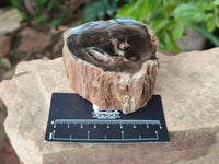 Polished On One Side Petrified Wood Branches x 4 From Gokwe, Zimbabwe - Toprock Gemstones and Minerals 