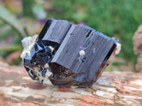 Natural Schorl Black Tourmaline with Vermiculite x 12 From Erongo, Namibia