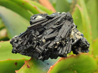 Natural Schorl Black Tourmaline with Vermiculite x 12 From Erongo, Namibia