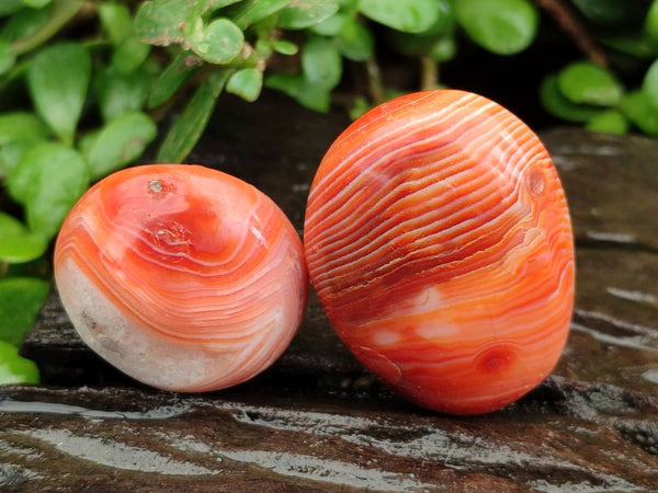 Polished Carnelian Agate Gemstone Galets x 20 From Madagascar