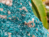 Natural XXL Dioptase On Dolomite Specimen x 1 From Likasi, Congo