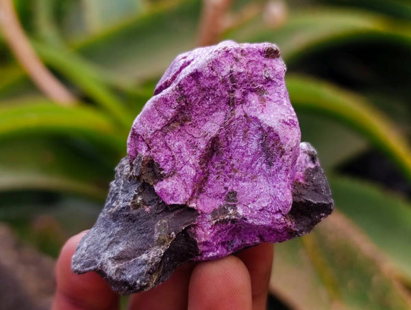 Natural Stichtite Cobbed Specimens x 35 From Barberton, South Africa
