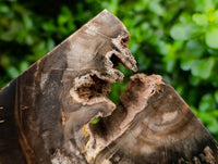 Polished Pair of Petrified Ironwood Bookends x 1 From Gokwe, Zimbabwe