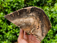 Polished Pair of Petrified Ironwood Bookends x 1 From Gokwe, Zimbabwe