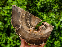 Polished Pair of Petrified Ironwood Bookends x 1 From Gokwe, Zimbabwe