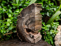 Polished Pair of Petrified Ironwood Bookends x 1 From Gokwe, Zimbabwe