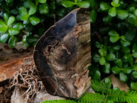 Polished Pair of Petrified Ironwood Bookends x 1 From Gokwe, Zimbabwe