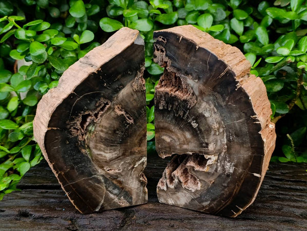 Polished Pair of Petrified Ironwood Bookends x 1 From Gokwe, Zimbabwe